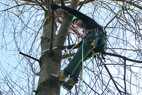 Baumpflege Treelovers